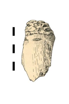 bone with cut marks