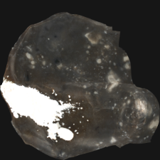 Speckled Senonian Flint : 3D documentation