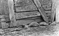 Post-and-plank barn
