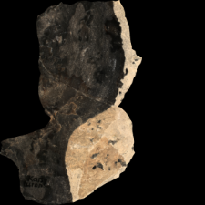 Cretaceous flint : 3D documentation