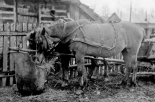 Two-horse team