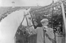 Horse in a harness