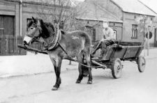 One horse harnessed