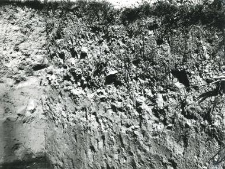Fragment of the trench profile inside the collegiate church