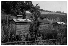 Wooden beehives