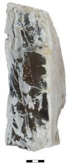 A piece of a flint nodule with negatives