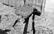 Harness