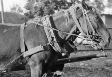 A horse collar