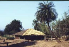 Warli