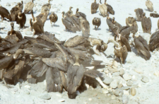 Disposing of the body of dead animals (Iconographic document)