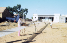 Weavers, wool dyeing, Gujarat (Iconographic document)