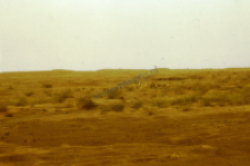 A herd of sheep, dheberiya rabari (Iconographic document)