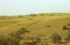 Dromedary camels (Iconographic document)