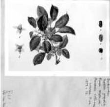 Farbiarstwo : materiały Zakładu Historii Kultury Materialnej