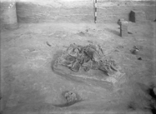 Stanowisko Horodok II : skupienie kości