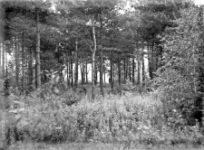 G&oacute;ra Puławska : trasa szybik&oacute;w