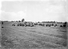 Miejscowość nieznana : stanowisko wydmowe