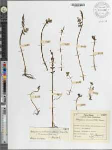 Botrychium ramosum (Roth) Aschers