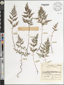 Asplenium cuneifolium Viv.