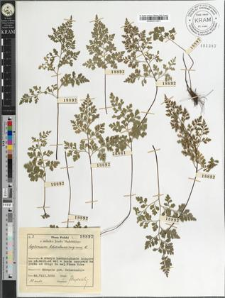 Asplenium Adiantum-nigrum L.