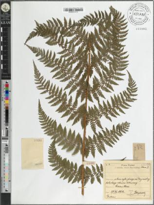 Athyrium distentifolium Tausch ex Opiz