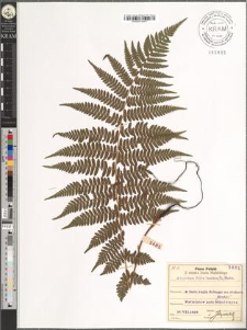 Athyrium filix femina (L.) Roth.