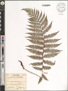 Athyrium filix femina (L.) Roth.