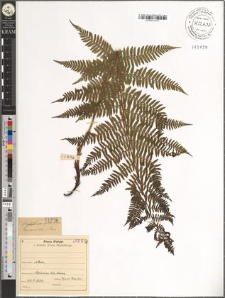 Athyrium filix-femina (L.) Roth.