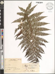 Athyrium filix femina (L.) Roth.