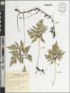 Cystopteris montana (Lam.) Lk.