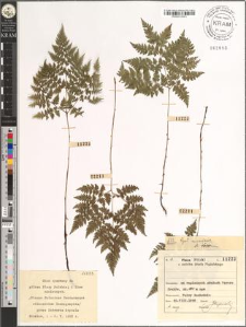 Cystopteris montana (Lam.) Desv.