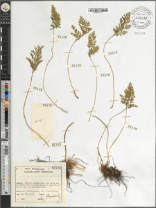 Cryptogramma crispa (L.) R. Br.