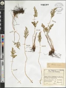 Cryptogramma crispa (L.) R. Br.