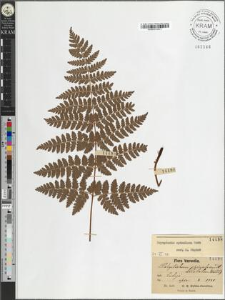 Polystichum spinulosum DC.