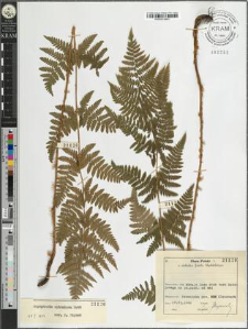 Dryopteris carthusiana (Vill.) H. P. Fuchs