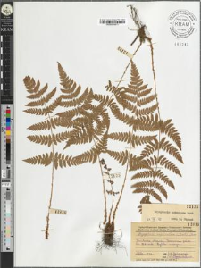 Dryopteris euspinulosa (Diels) Fom.