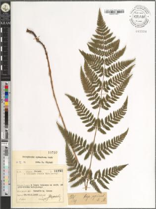 Dryopteris carthusiana (Vill.) H. P. Fuchs