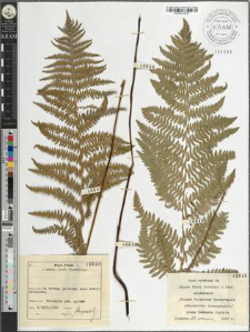 Thelypteris palustris Schott