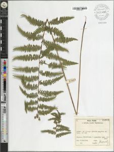 Thelypteris palustris Schott