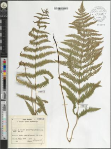 Thelypteris palustris Schott