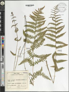 Thelypteris palustris Schott