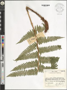 Dryopteris sp.