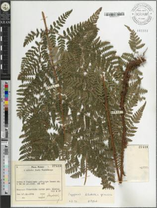 Dryopteris dilatata (Hoffm.) A. Gray × carthusiana (Vill.) H. P. Fuchs