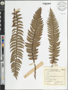 Polystichum aculeatum (L.) Roth