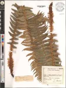 Polystichum Braunii