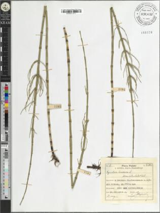 Equisetum limosum L. fo. verticillata Doell.