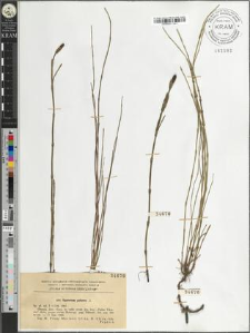 Equisetum palustre L.