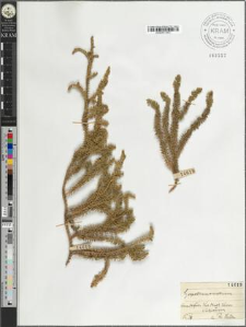 Lycopodium annotinum