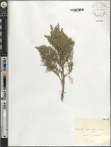 Juniperus sp.