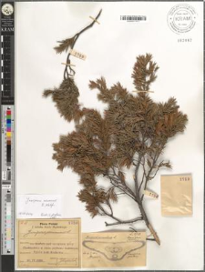 Juniperus communis L.